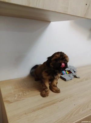Căței rasa Shih Tzu fetiță și băiețel 