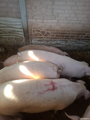 Porci de vânzare   17 lei kg în viu, greutate între 100 și 150kg