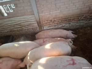 porci de vânzare  - imagine 3