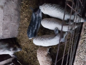 Purcei mangalita 9 saptamini de vinzare 