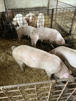 De vanzare , toate mărimile  - imagine 3