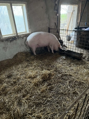 De vanzare , toate mărimile  - imagine 2