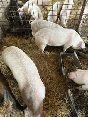 De vanzare , toate mărimile 