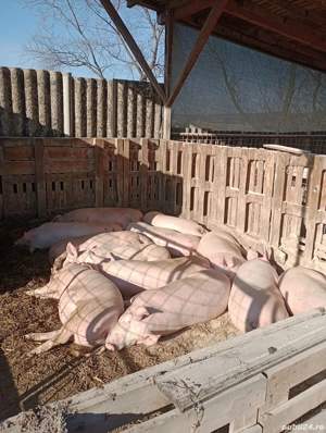 vand porci 11 lei kg  de la 100 la 150 