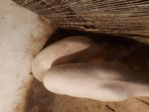 Porci Grași - imagine 2