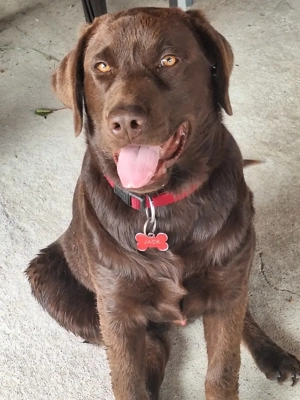 Labrador ciocolatiu 