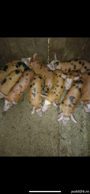 porci ,curcani si purcei crescuti natural  - imagine 2