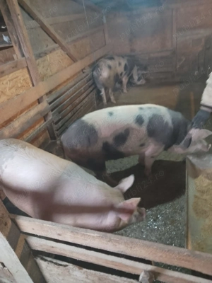 Porci crescuți natural ca la tara 
