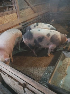 Porci crescuți in gospodărie de vanzare  - imagine 3