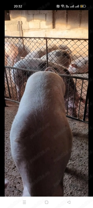 Porci de vânzare  - imagine 2