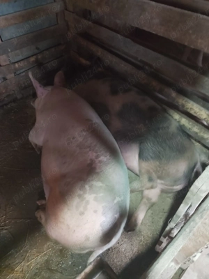 Porci crescuți natural ca la tara  - imagine 3