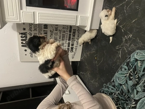 Vand Bichon Au carnet de sănătate și vaccin - imagine 4