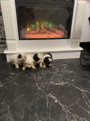 Vand Bichon Au carnet de sănătate și vaccin - imagine 2