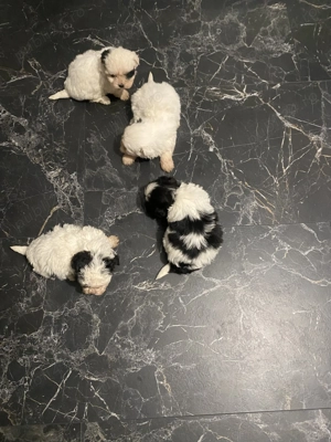 Vand Bichon Au carnet de sănătate și vaccin - imagine 3