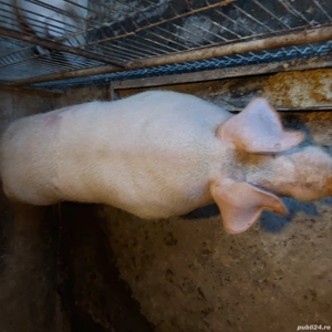 vand porci - imagine 4