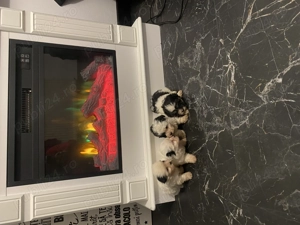 Vand Bichon Au carnet de sănătate și vaccin - imagine 5