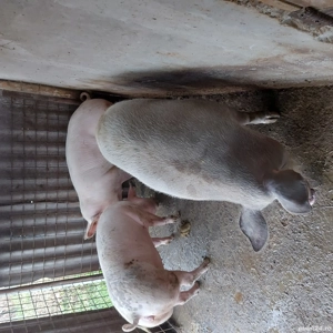 vand porci - imagine 5