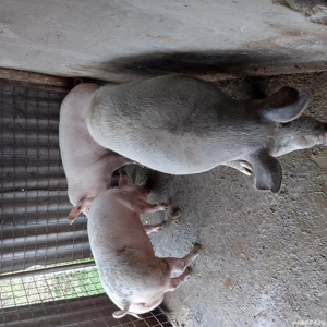 vand porci - imagine 3