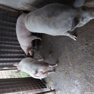 vand porci - imagine 2