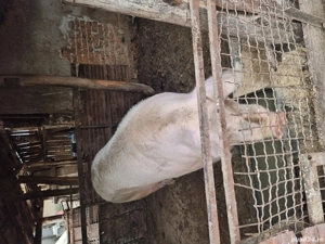 Vând purcea - imagine 4