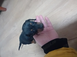 Vand o fetita tekel de 1 luna jumate - imagine 4