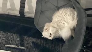 Pisica foarte blândă 