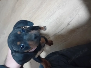 Vand o fetita tekel de 1 luna jumate - imagine 3