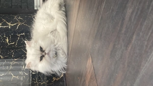 Pisica foarte blândă  - imagine 2