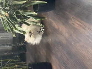 Pisica foarte blândă  - imagine 4