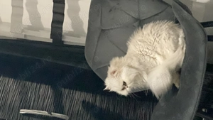 Pisica foarte blândă  - imagine 3