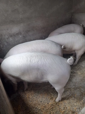 Vând porc crescut bio