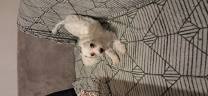 Bichon malteze 5 luni caut casuta noua - imagine 3