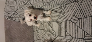 Bichon malteze 5 luni caut casuta noua