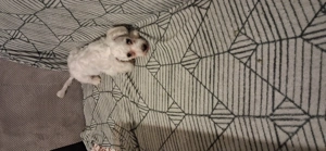 Bichon malteze 5 luni caut casuta noua - imagine 2