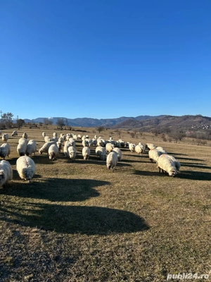 Oi de vazare  - imagine 4