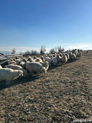 Oi de vazare  - imagine 5