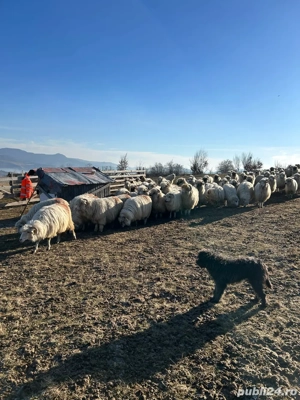 Oi de vazare  - imagine 2