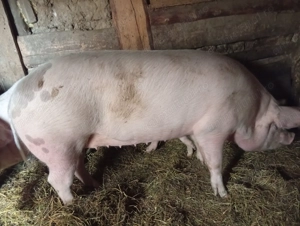 Vând porci la alegere  - imagine 3