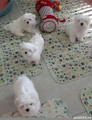 Bichon Maltez Fete și Băieți 