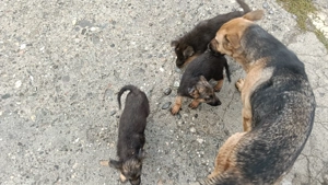  Pui ciobanesc german - imagine 2