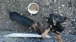  Pui ciobanesc german - imagine 3