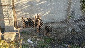  Pui ciobanesc german - imagine 4