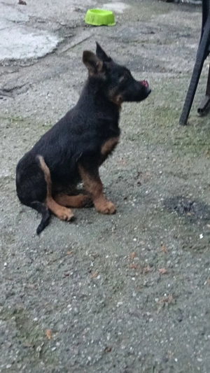  Pui ciobanesc german - imagine 5