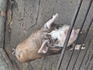 Vand porc pentru sacrificat! - imagine 2