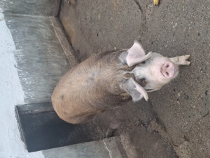 Vand porc pentru sacrificat!