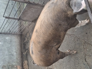 Vand porc pentru sacrificat! - imagine 3