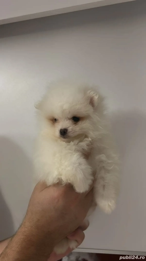 pomeranian mini spitz