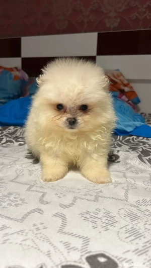 pomeranian mini spitz - imagine 2