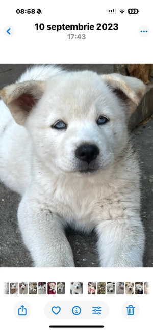 Akita inu japonez 