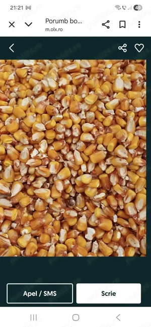 Porumb de vanzare 1,20 ron
